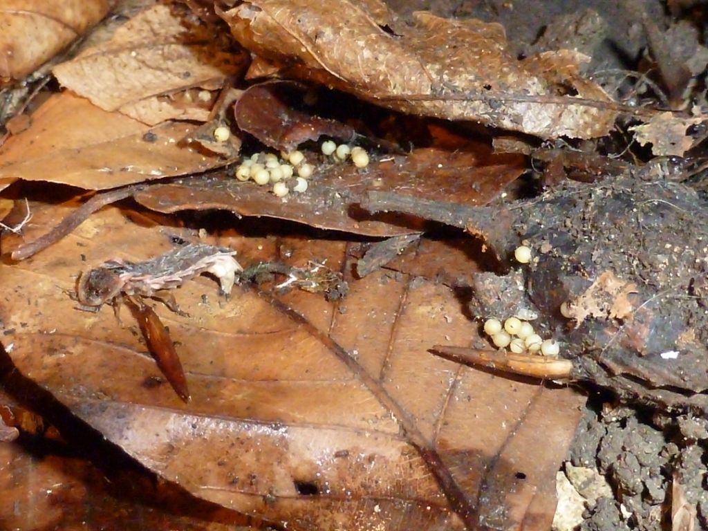 Totes Weibchen mit Gelege unter einem Baumstrunk, zwei Wochen nach Eiablage (Hans Niederhauser)
