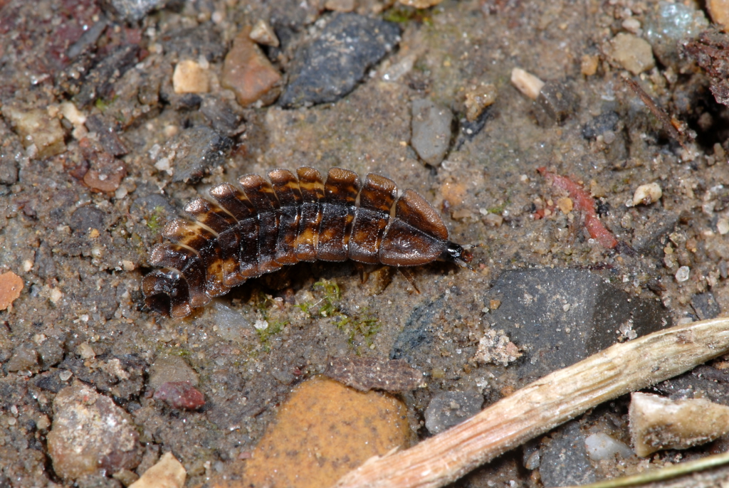 Lamprohiza splendidula, larva (Urs Weibel)