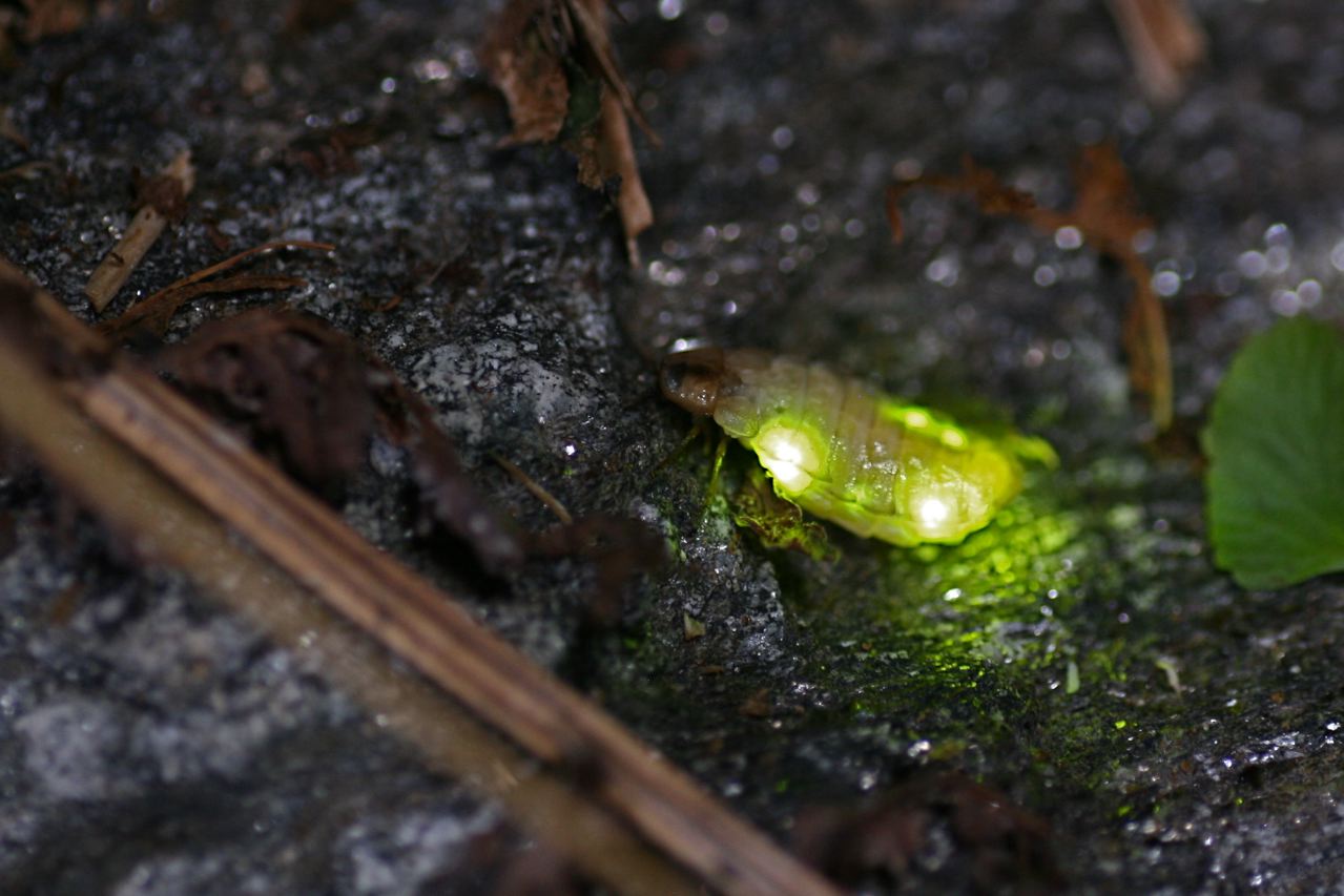 Kleines Glühwürmchen, Weibchen (Max Springer)