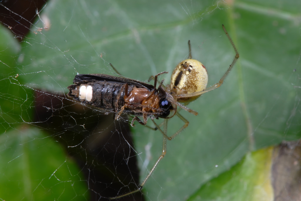 Kleines Glühwürmchen, Männchen im Netz der Kugelspinne Enoplognatha ovata (Urs Weibel)